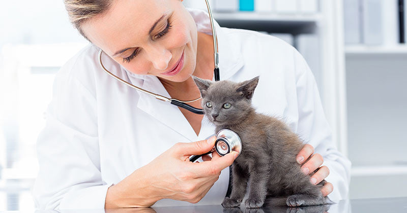 5 Kitten Health Issues: What To Watch For! 2023