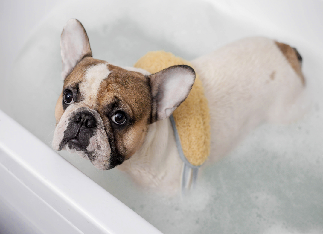 Is Your Dog Itching and Losing Hair? Here are 6 Home Remedies You Should Know About