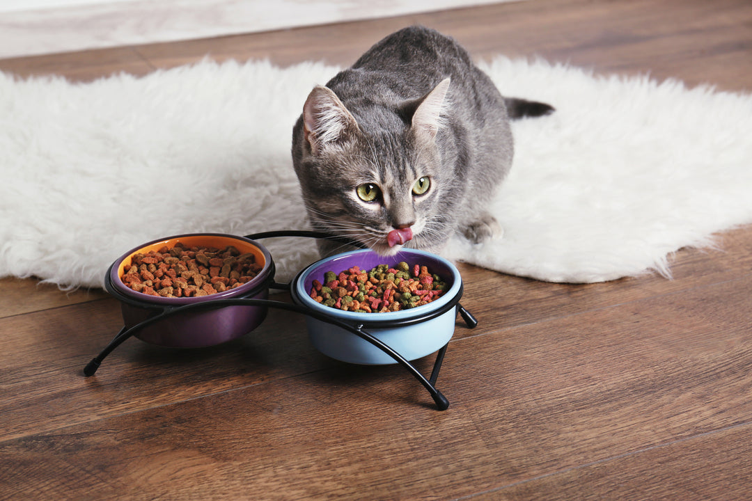 Here are 11 Foods That Will Help You Deal with Ringworm in Cats Naturally
