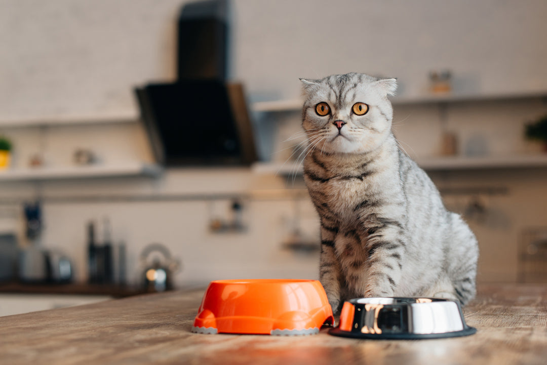 What Foods Cause Cancer in Cats? Find Out Here!