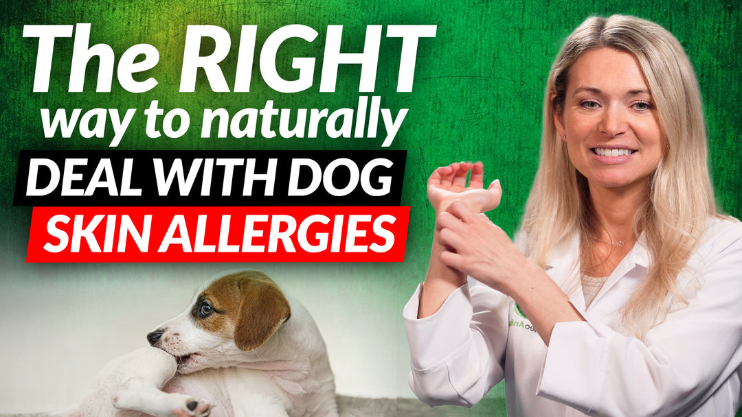 Here’s the CORRECT Way of Naturally Treating Dog Skin Allergies at Home