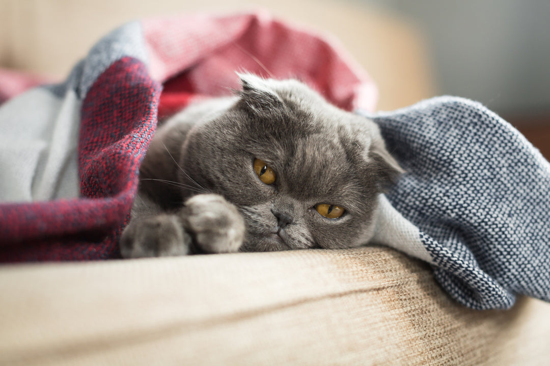 The 3 Types of Lymphoma in Cats: Symptoms, Life Expectancy, and Treatment