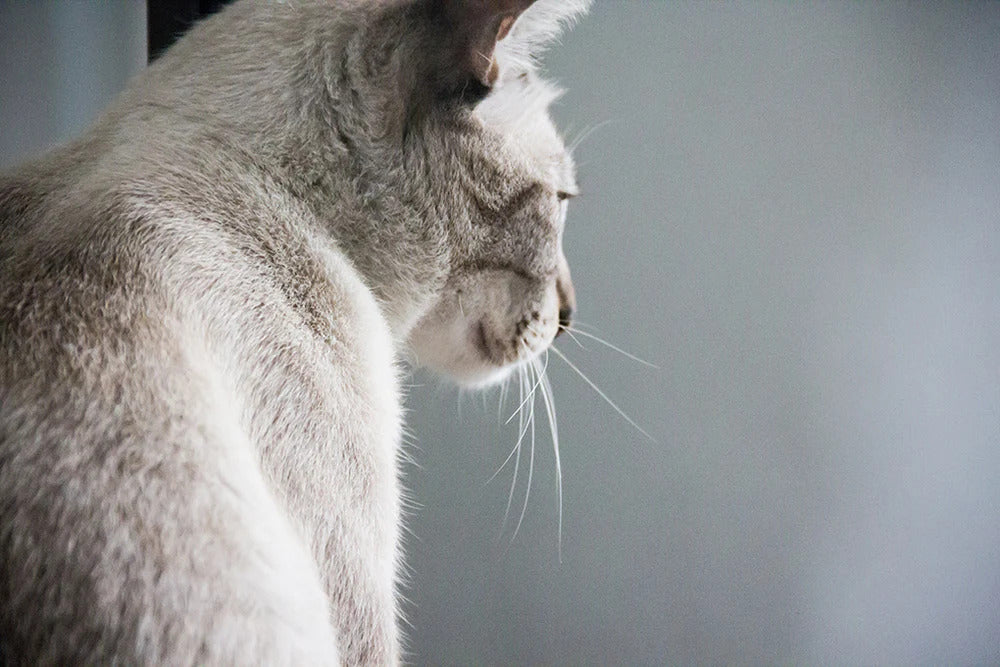 Photo of a gray cats back
