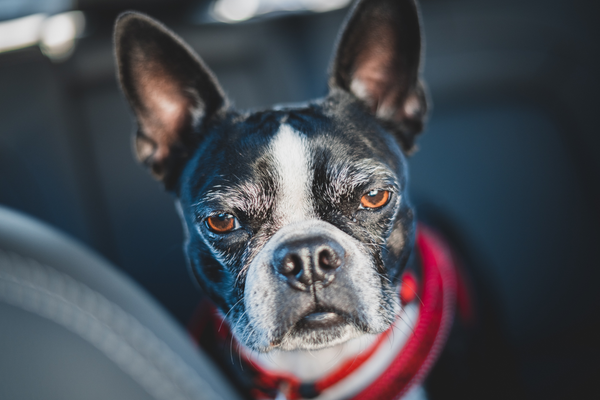 Boston terrier sensitive stomach on sale
