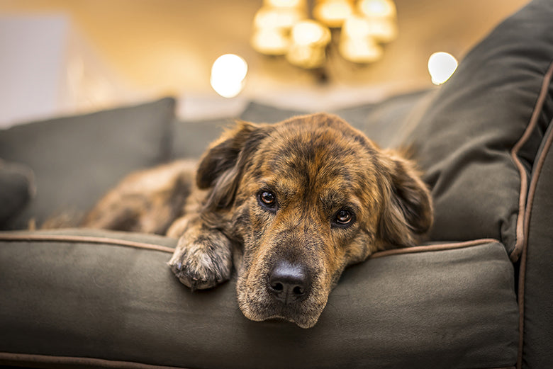 How to Tell if Your Dog is Depressed... And What to Do About It
