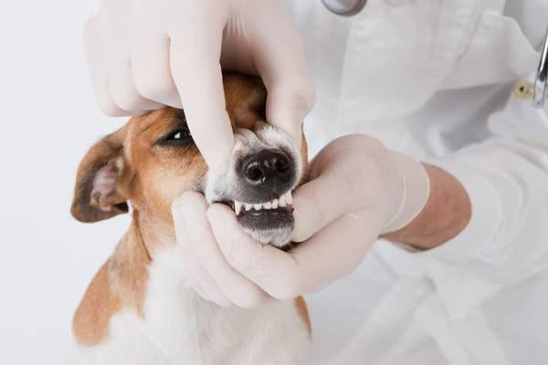 The Definitive Guide to Identifying and Treating Dog's Gum Disease, Gingivitis and Periodontal Disease