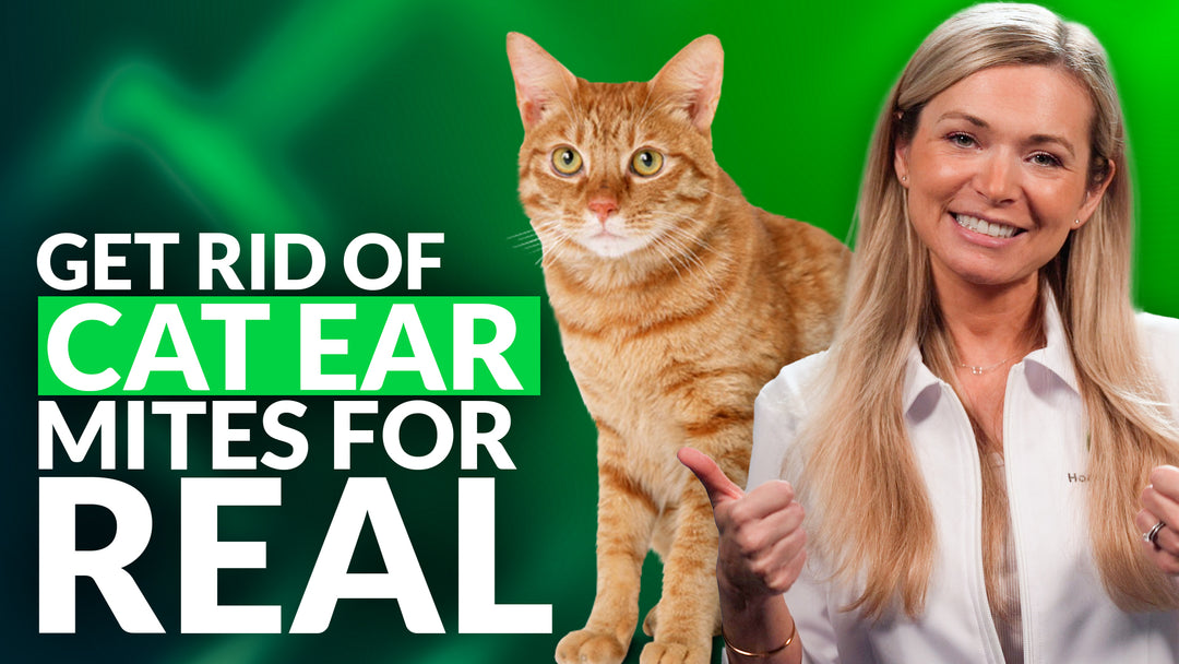 The 4 Best Home Remedies for Ear Mites in Cats