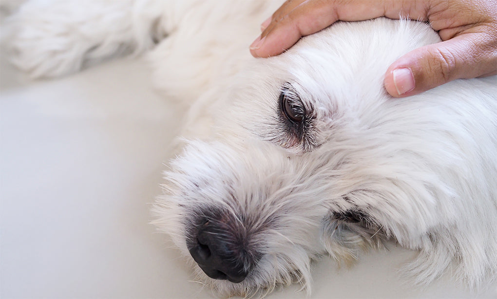 You Can Now Help Against Your Dog's Seizures Naturally