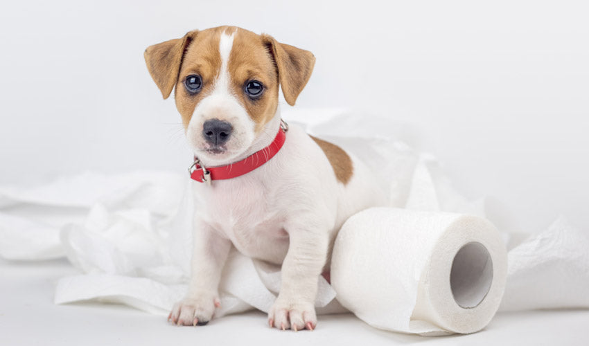 Puppy playing with toilet paper.
