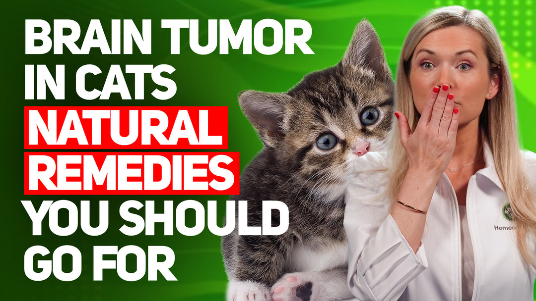 Brain Tumor in Cats | 10 Natural Remedies You Should Know