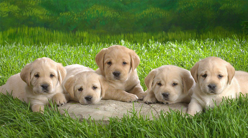 Interesting facts sales about golden retrievers