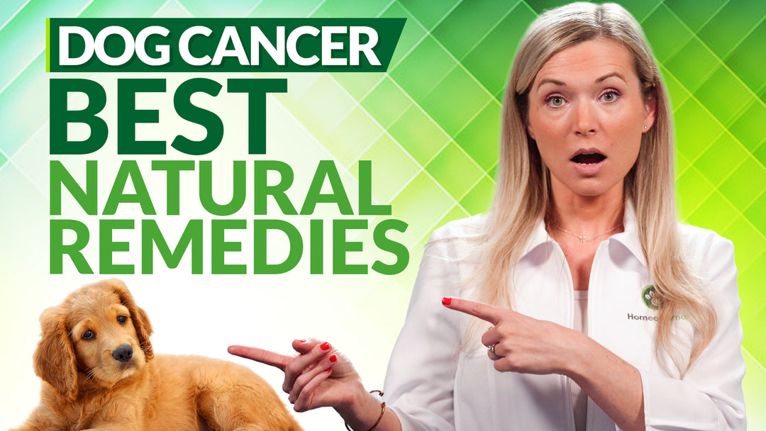 Cancer in Dogs | Top 9 Best Natural Remedies