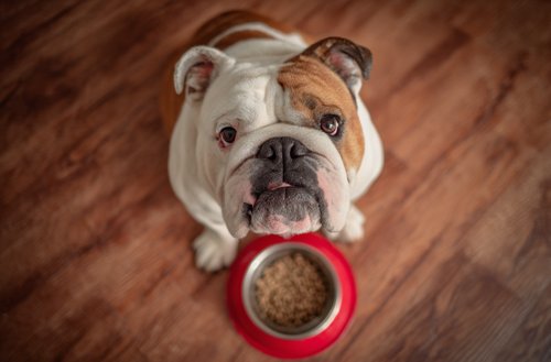 10 Dog Feeding Mistakes - bulldog eating from a bowl