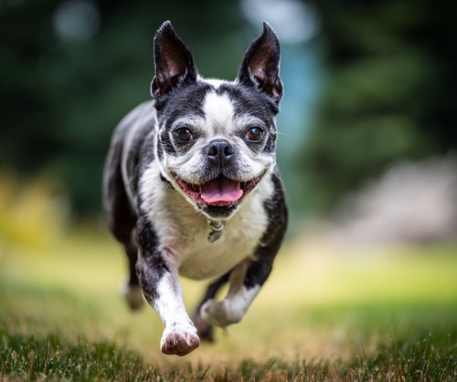10 Expert-Proven Tips for Senior Boston Terrier Joint Health - a happy and energetic Senior Boston Terrier is running