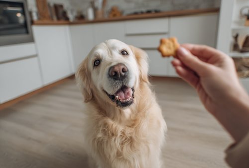 10 Toxic Foods Dogs Should Never Eat - a person giving golden retriever dog treats in the kitchen
