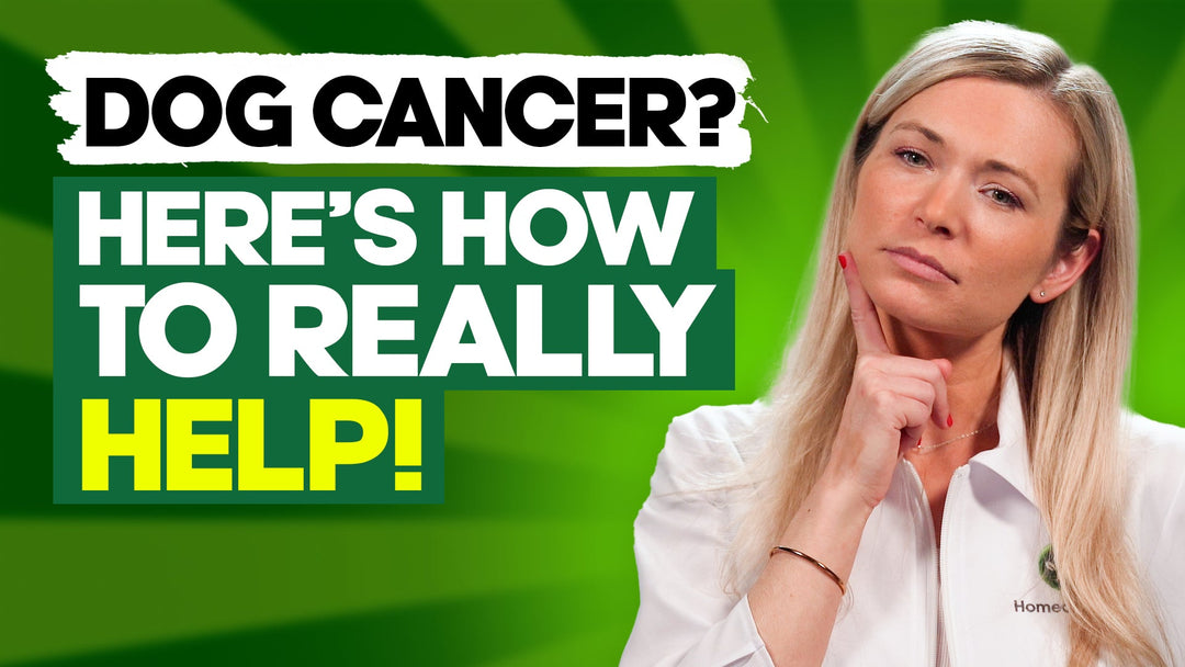 10 Things to Help Your Dog Feel Better During Cancer