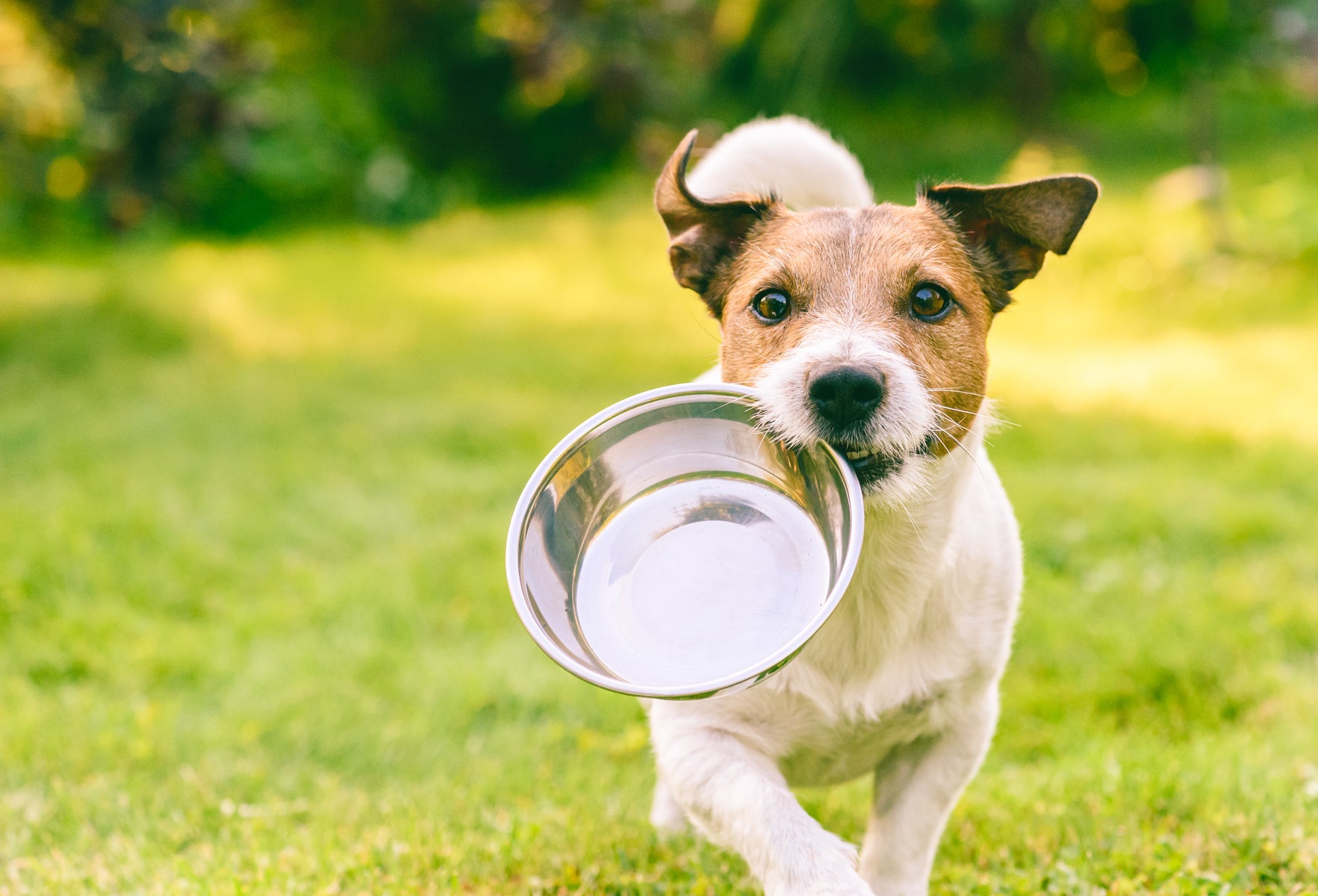 12 Natural Anti-Inflammatory Foods for Dogs You Should Know 2023