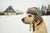 16 Winter Pet Safety Tips You Should Know 2023