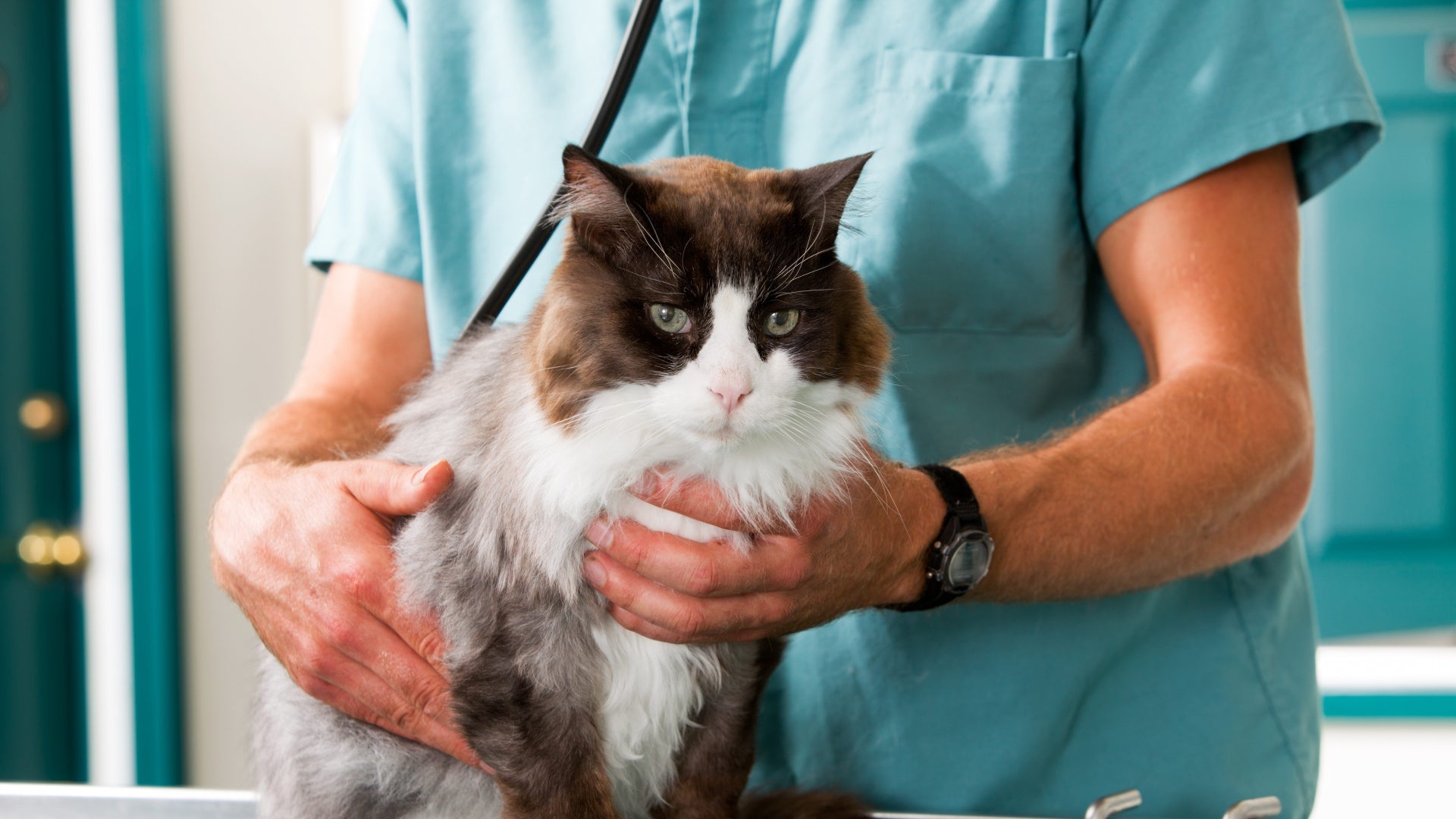 Manage Diabetes in Cats With These 8 Natural Remedies