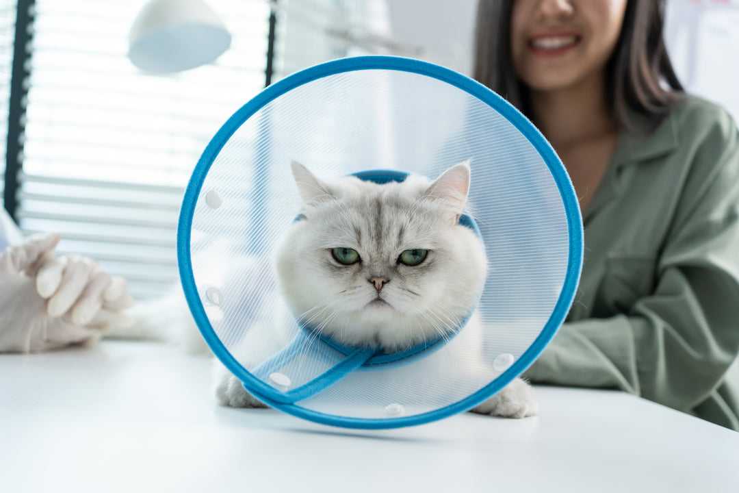 Which Breeds are Prone to Cancer in Cats? A Quick Guide