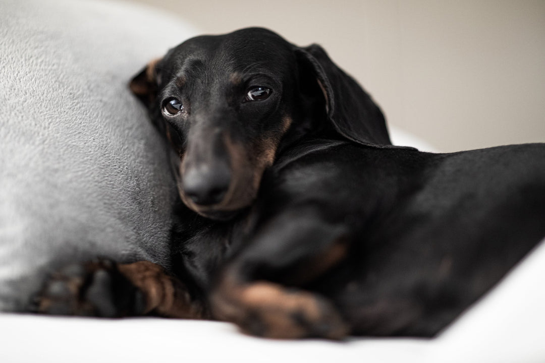 Is Cancer in Dogs Painful? Here’s the Answer