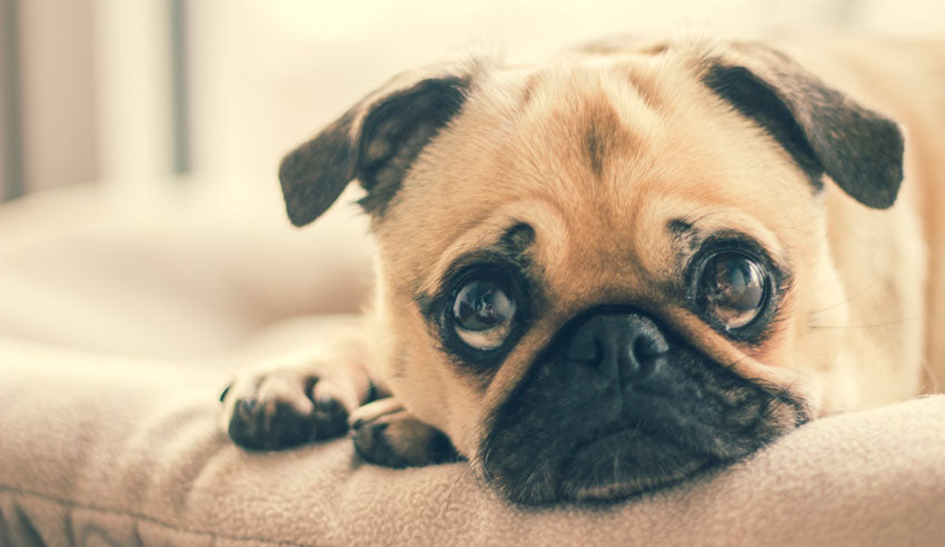 3 WAYS YOUR DOG COULD DIE THIS WEEK - ARE YOU PREPARED? 2023