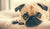 3 WAYS YOUR DOG COULD DIE THIS WEEK - ARE YOU PREPARED? 2023