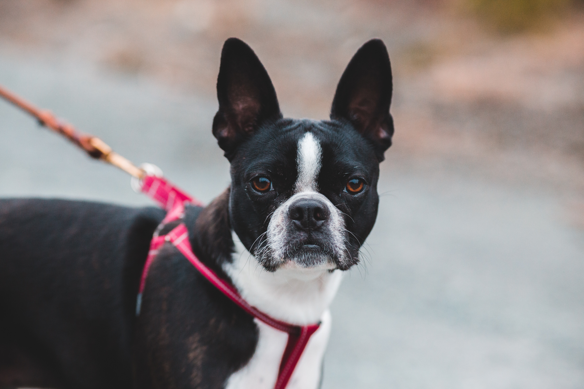 Boston terrier sales leash training