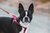 Senior Boston Terrier on red leash