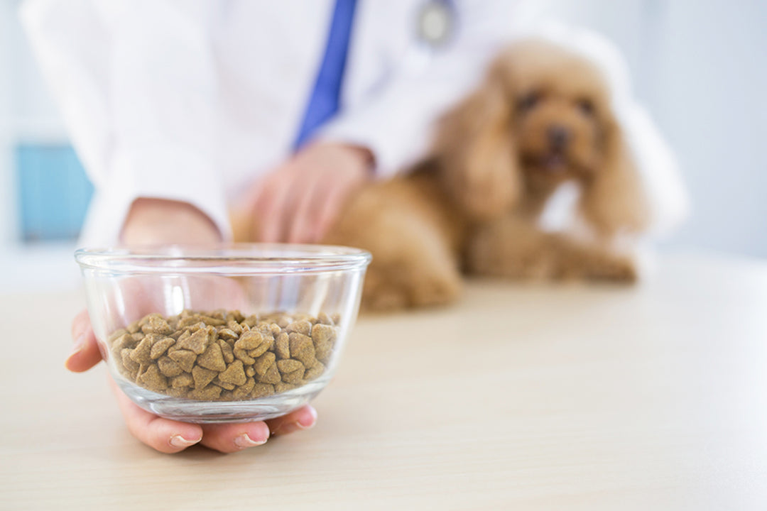 5 Reasons Why Every Pet Should See An Animal Nutritionist 2023