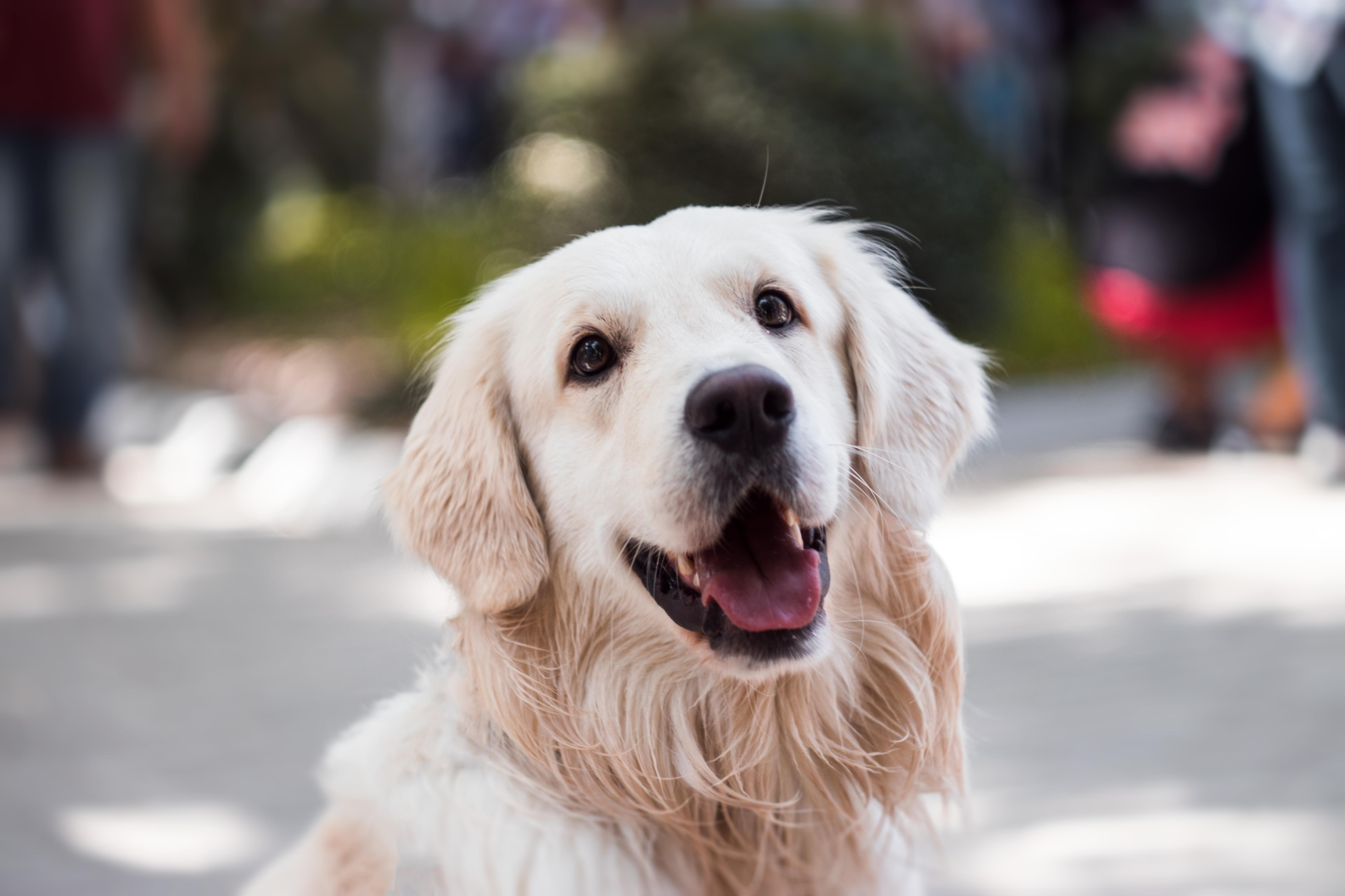 Feeding Your Senior Golden Retriever Essential Diet Tips Zumalka
