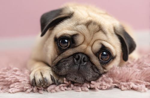 6 Holistic Remedies for Dogs with Mast Cell Tumors - A pug dog lying on the floor