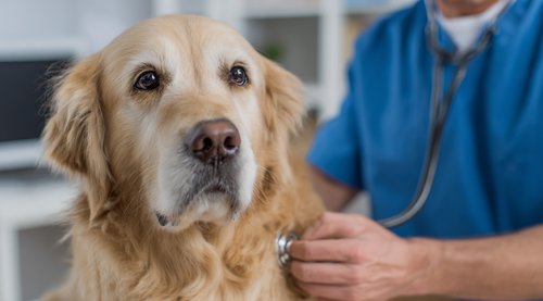 6 Natural Remedies to Help Your Dog Fight Cancer - a male doctor in blue scrubs is holding and examining the golden retriever dog at his clinic
