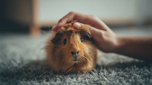 7 Easy Pets for First-Time Owners - hand gently petting her long-haired guinea pig on the head