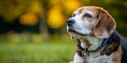 7 Senior Beagle Health Risks & Home Care Tips - a senior beagle dog sitting on the grass