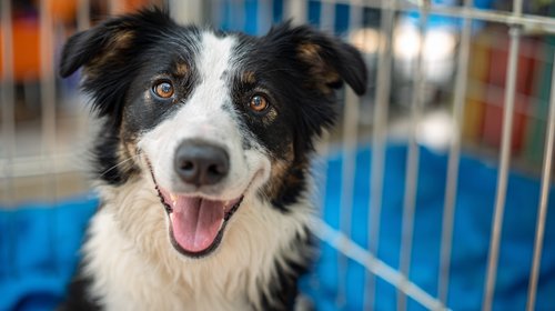 7 Top Dog Training Mistakes - A happy dog sitting in its cage with blue sheets