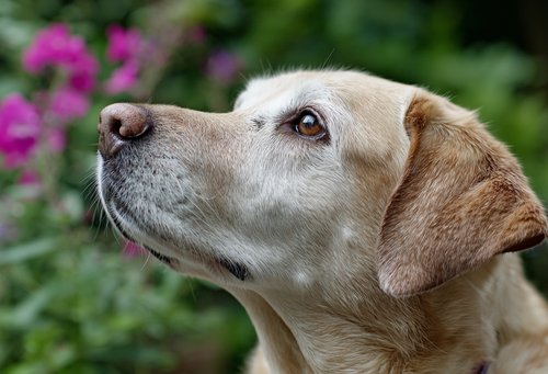7 Top Expert Tips to Keep Senior Golden Retrievers Active and Happy - close-up shot of the face and ears of an old Labrador Retriever