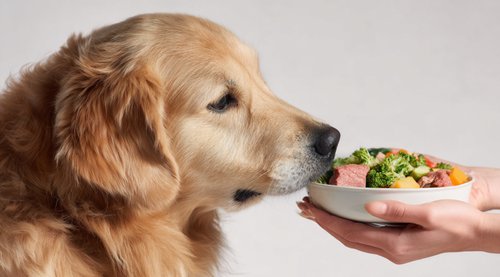 7 Vet-Approved Foods to Support Dogs with Cancer - human hand holding a bowl with raw meat and vegetables