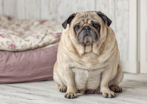 7 Vet-Backed Warning Signs Your Dog Is Overweight - an overweight pug sitting on the floor in front of its bed