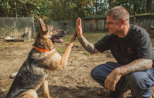 8 Crucial Tips To Remember When Training Your Dog - man giving a high-five to a dog