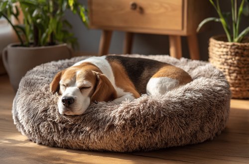 8 Expert Tips to Keep Your Senior Beagle at a Healthy Weight - Senior Beagle sleeping in a round dog bed