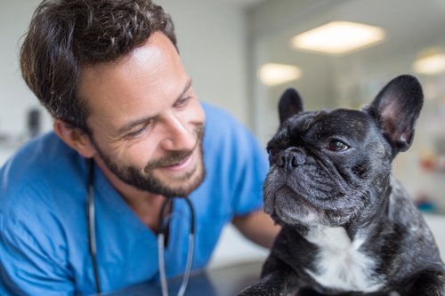 A Vet's Guide to Testicular Cancer in Dogs - A male doctor in blue scrubs with short dark hair and a beard is examining the black and white French bulldog on a table at a pet clinic