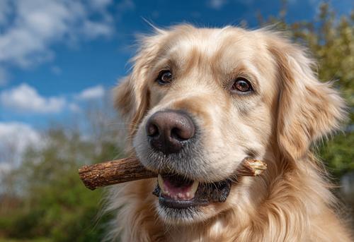 A golden retriever dog is eating a bone in the garden
