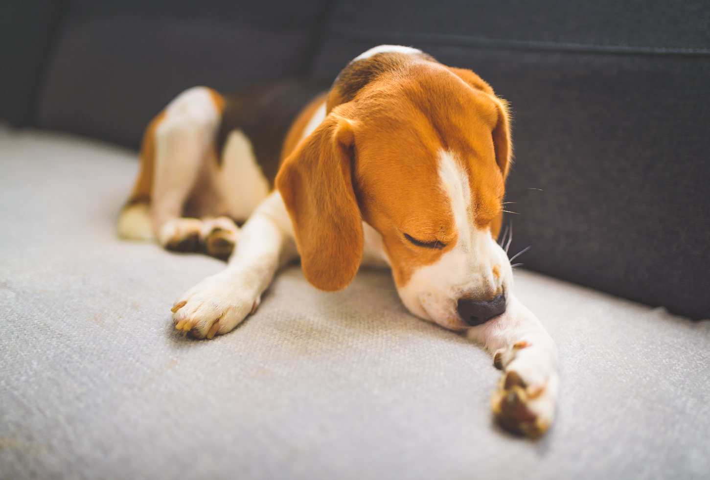 How to Treat an Abscess on a Dog at Home the Right Way
