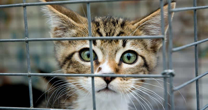 Animal Rescue and Animal Shelter: What is the Difference? 2023