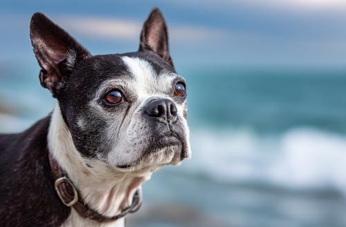 Best Mental Stimulation Strategies for Senior Boston Terriers - Senior Boston Terrier standing on a beach in front of water