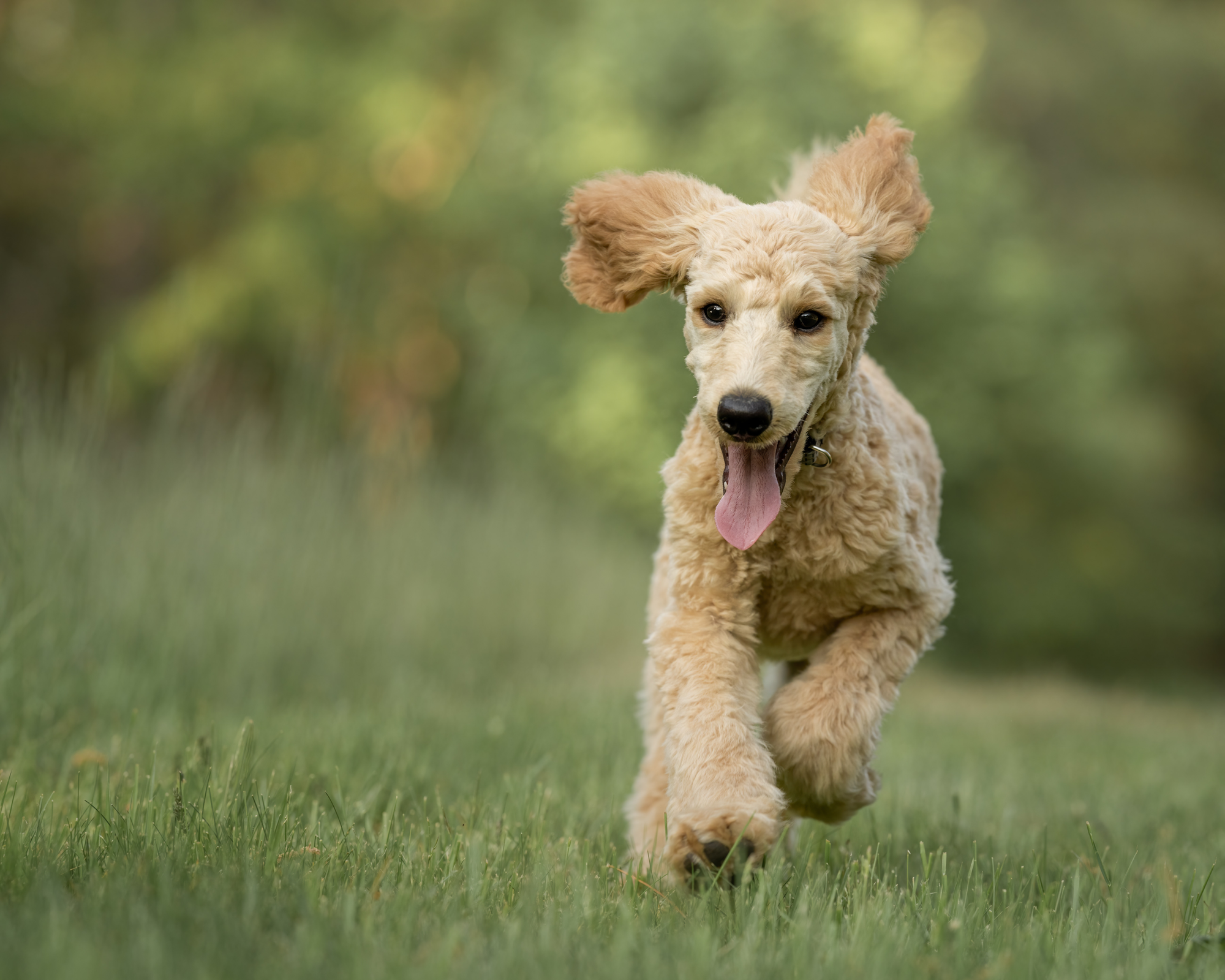 Brain Health in Senior Poodles: Techniques for Cognitive Stimulation