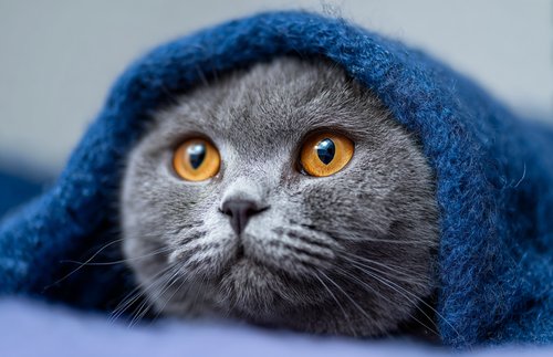 Can Stress Cause Cancer in Cats - a scottish fold cat on the bed