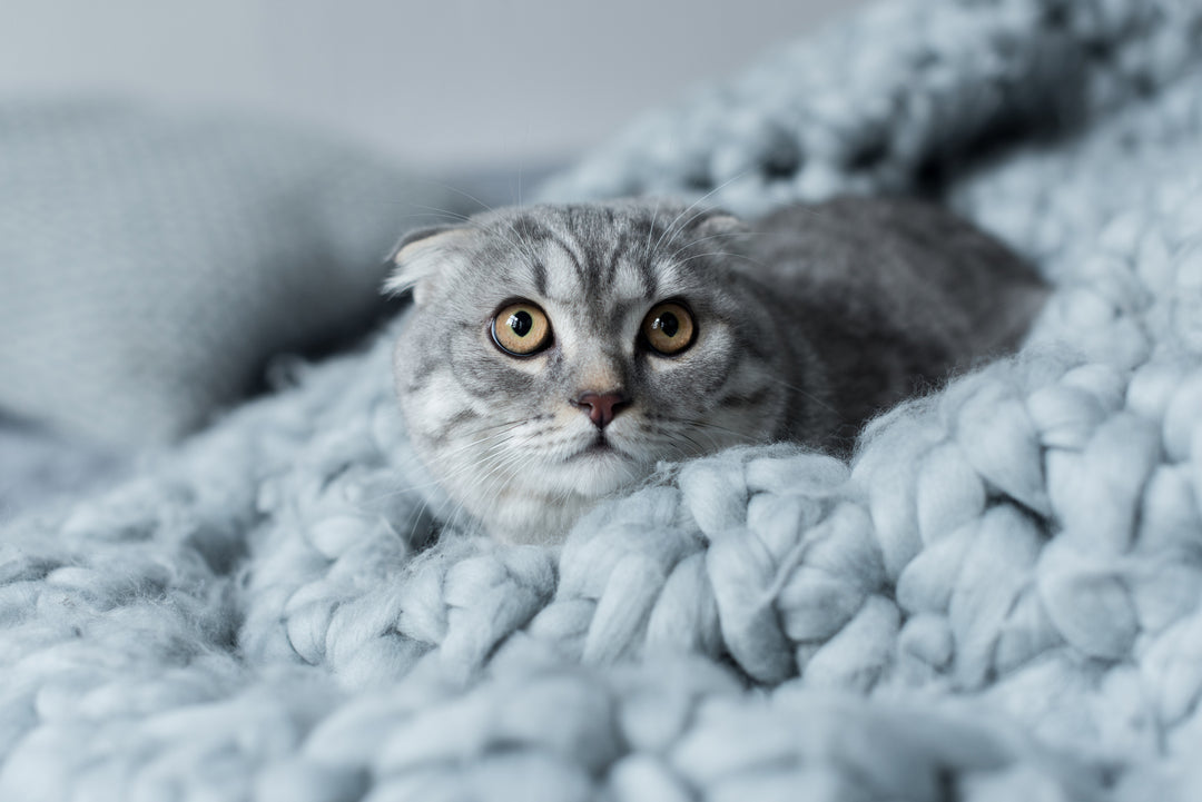 Can Stress Cause Cancer in Cats? Here’s the Truth!