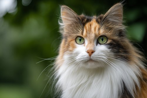 Cat Ear Infections - A calico cat with green eyes